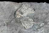 Crinoid Fossils ( Species) - Gilmore City, Iowa #86748-1